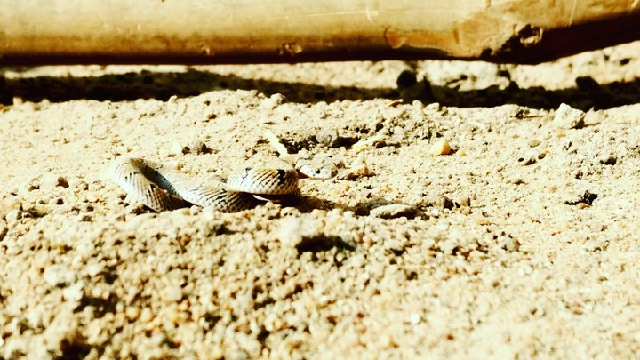common krait