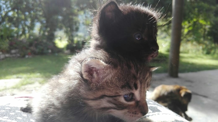 brothers