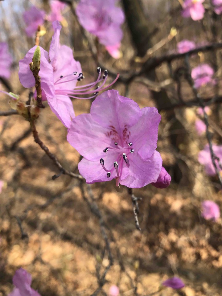 진달래꽃(azalea)
