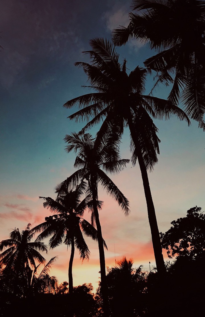 palm tree