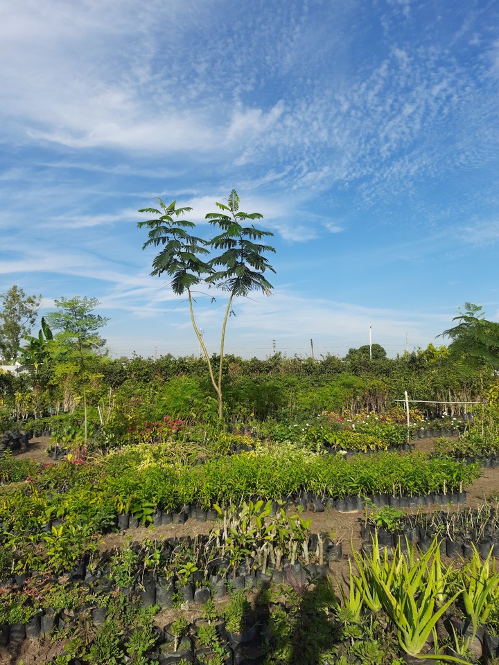 Tree-Sky