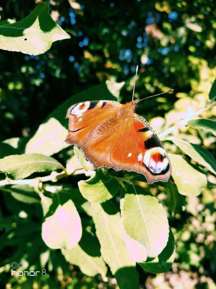 butterfly