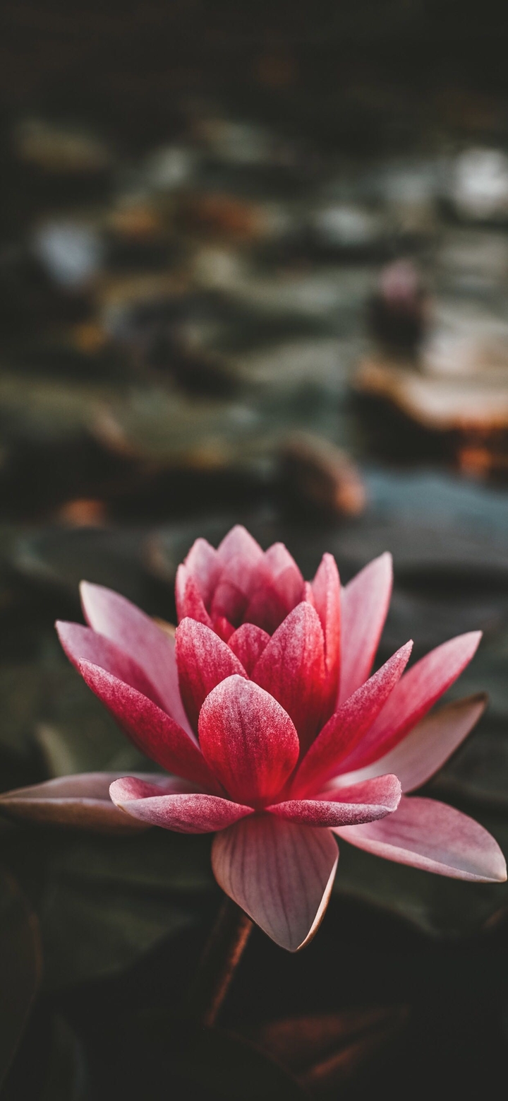 Pink Blossom