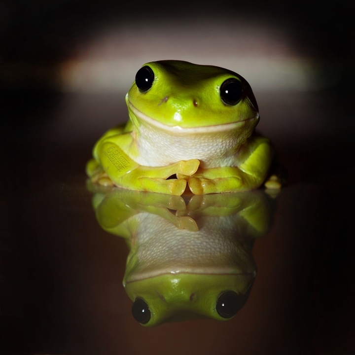 frosch.