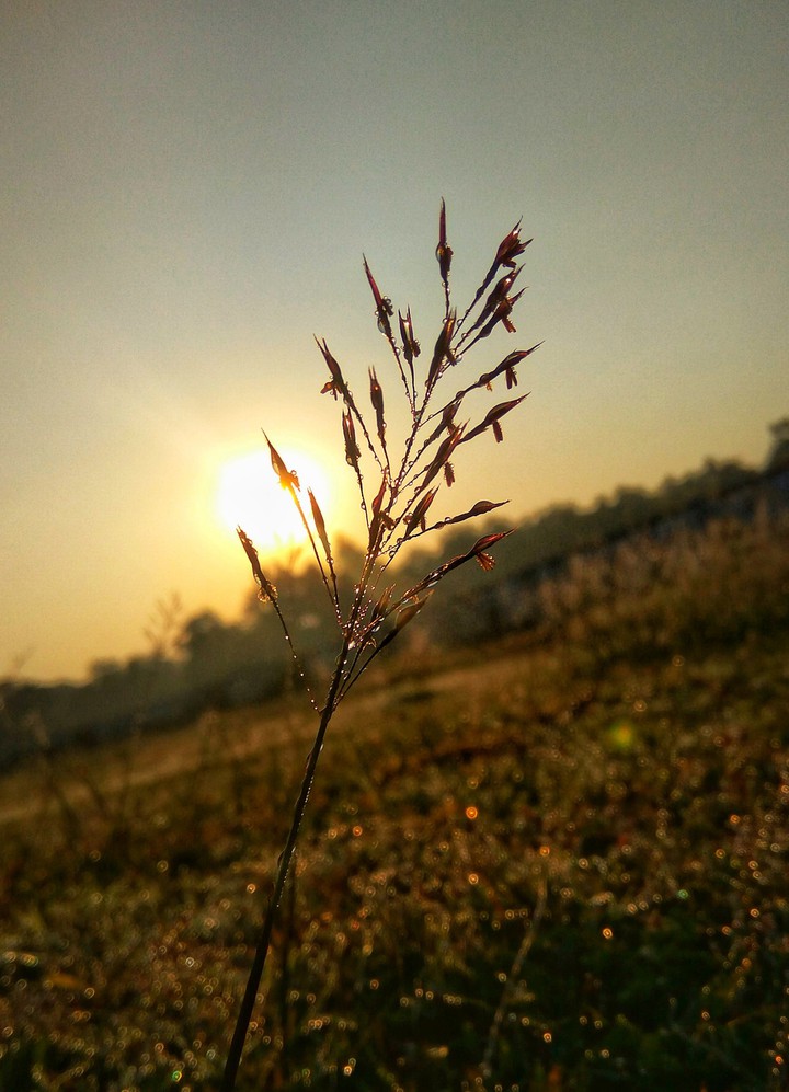 dew