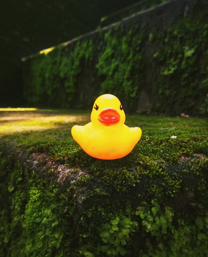 Duck Duck