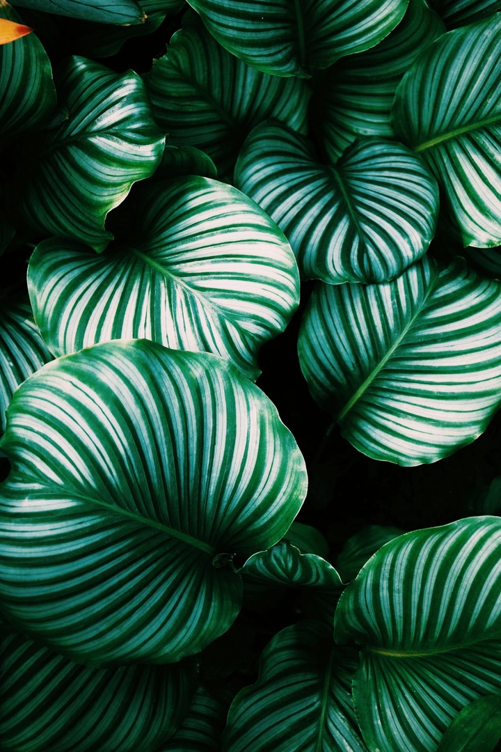 leaves