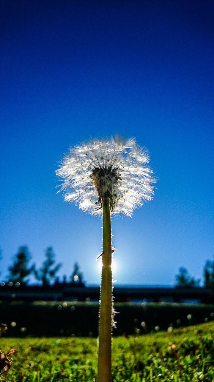 dandelion