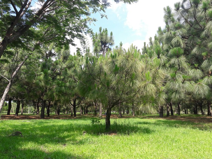bosque