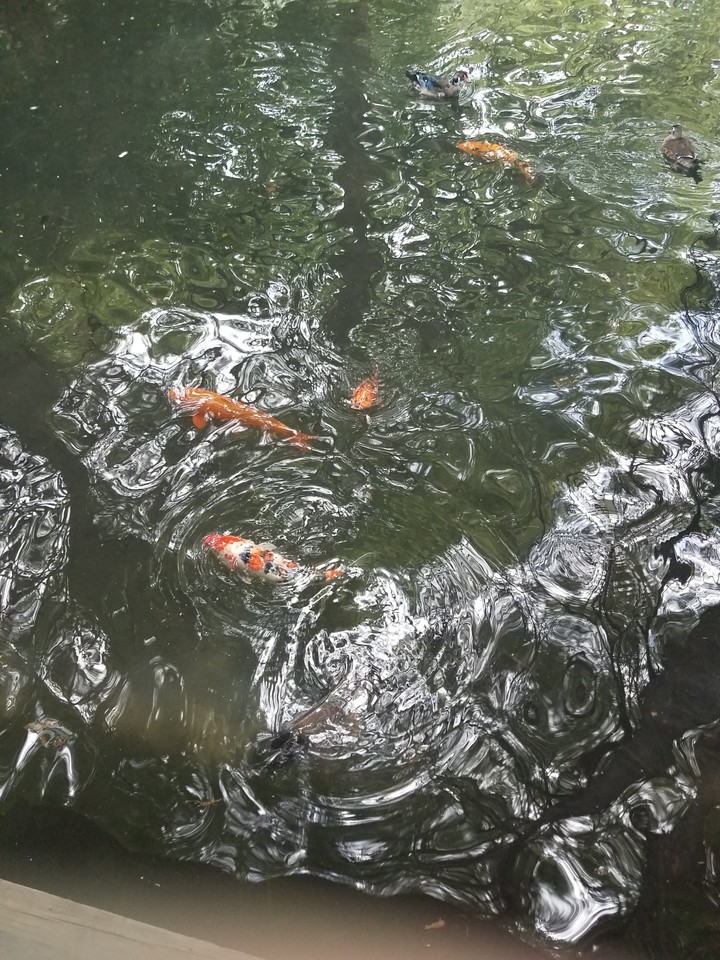 fish