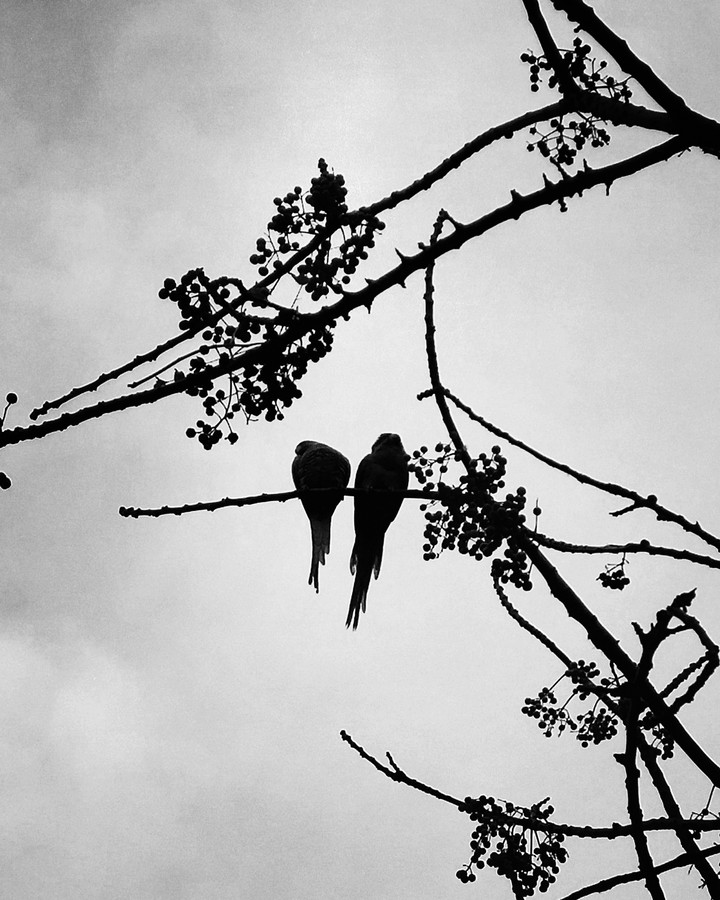 birds