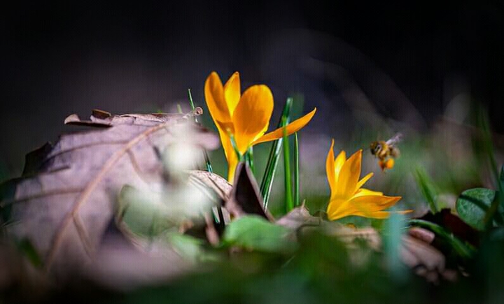 spring