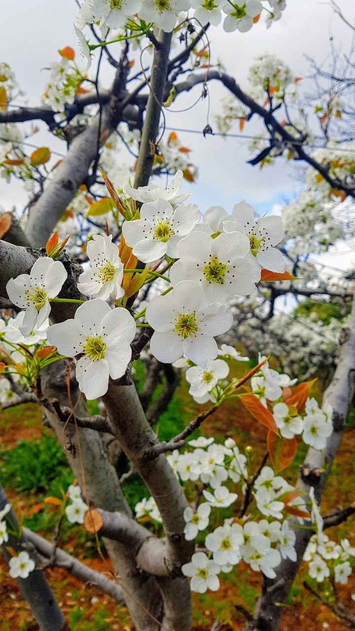 Spring