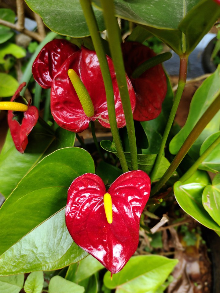 flowers anthurium