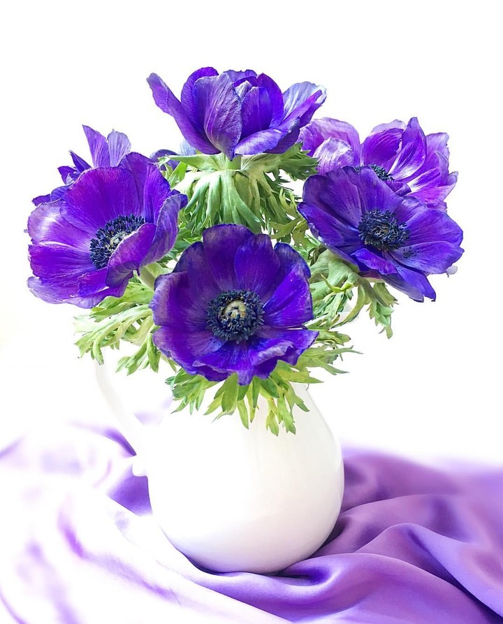 anemone
