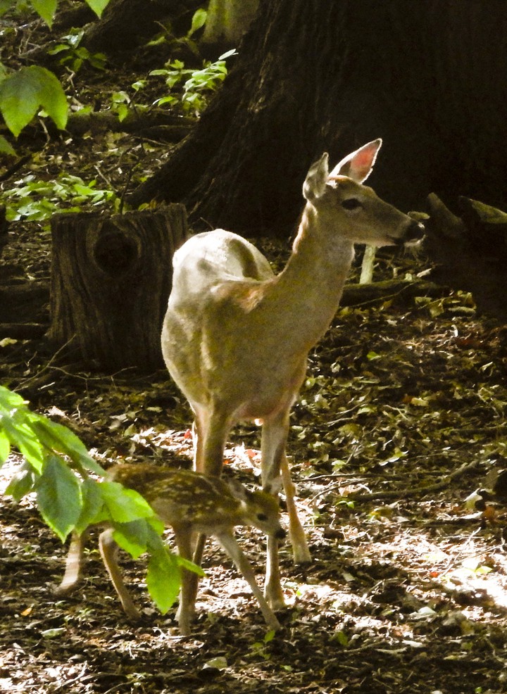 Fawn and doe