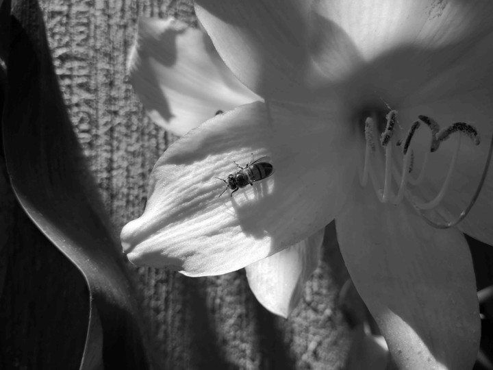 Bee