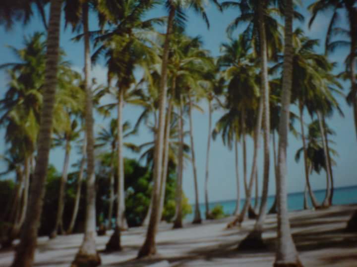 palmen
