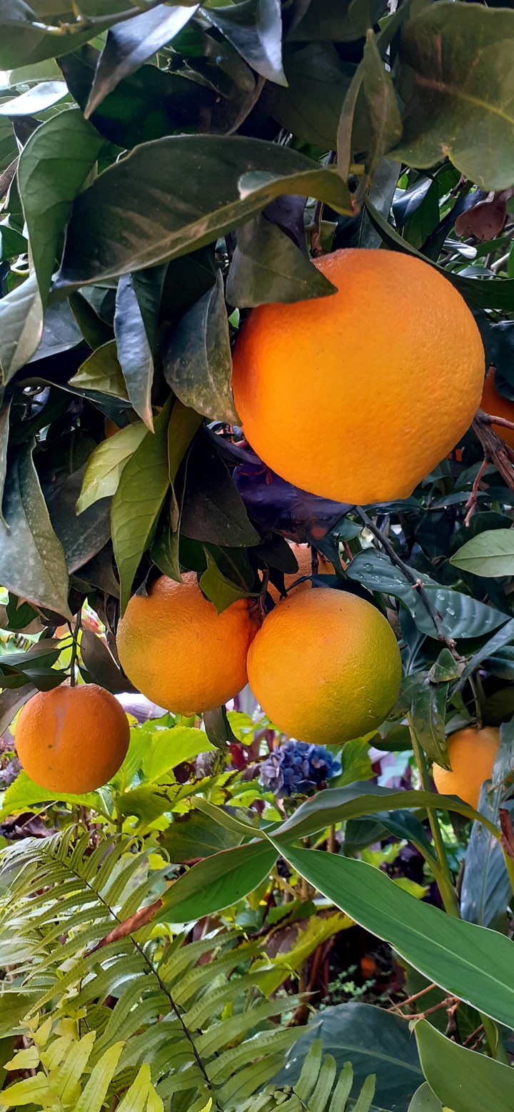 Naranjas
