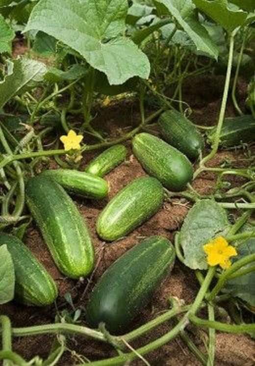 Pepinos para sua salada.