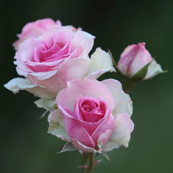 Roses růže