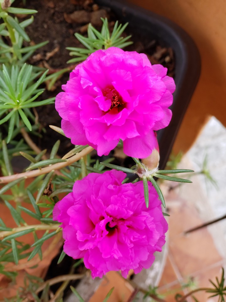 Flores do Meu Jardim