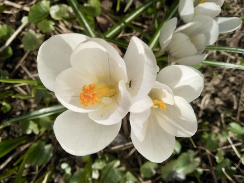 tapety flower, grass