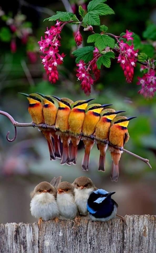 Colibrí