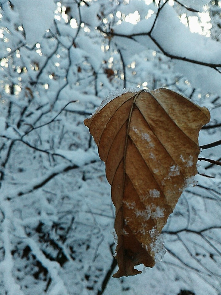 frozen leaf