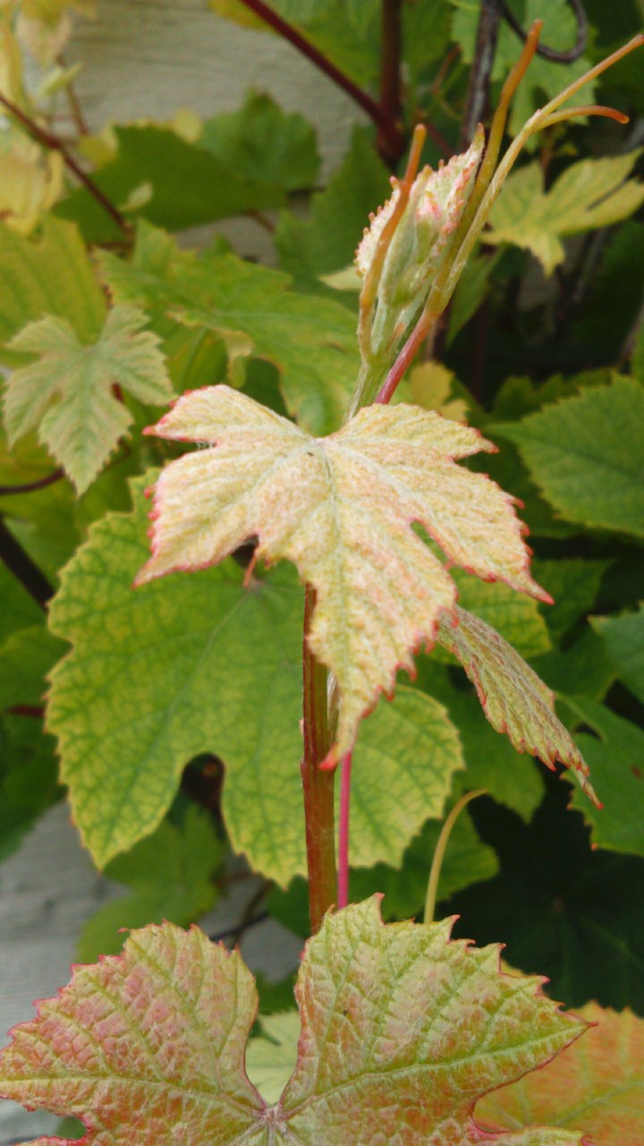 Leaves