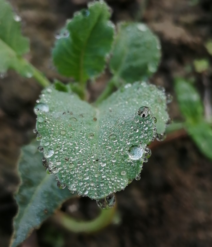 waterdrop leaf