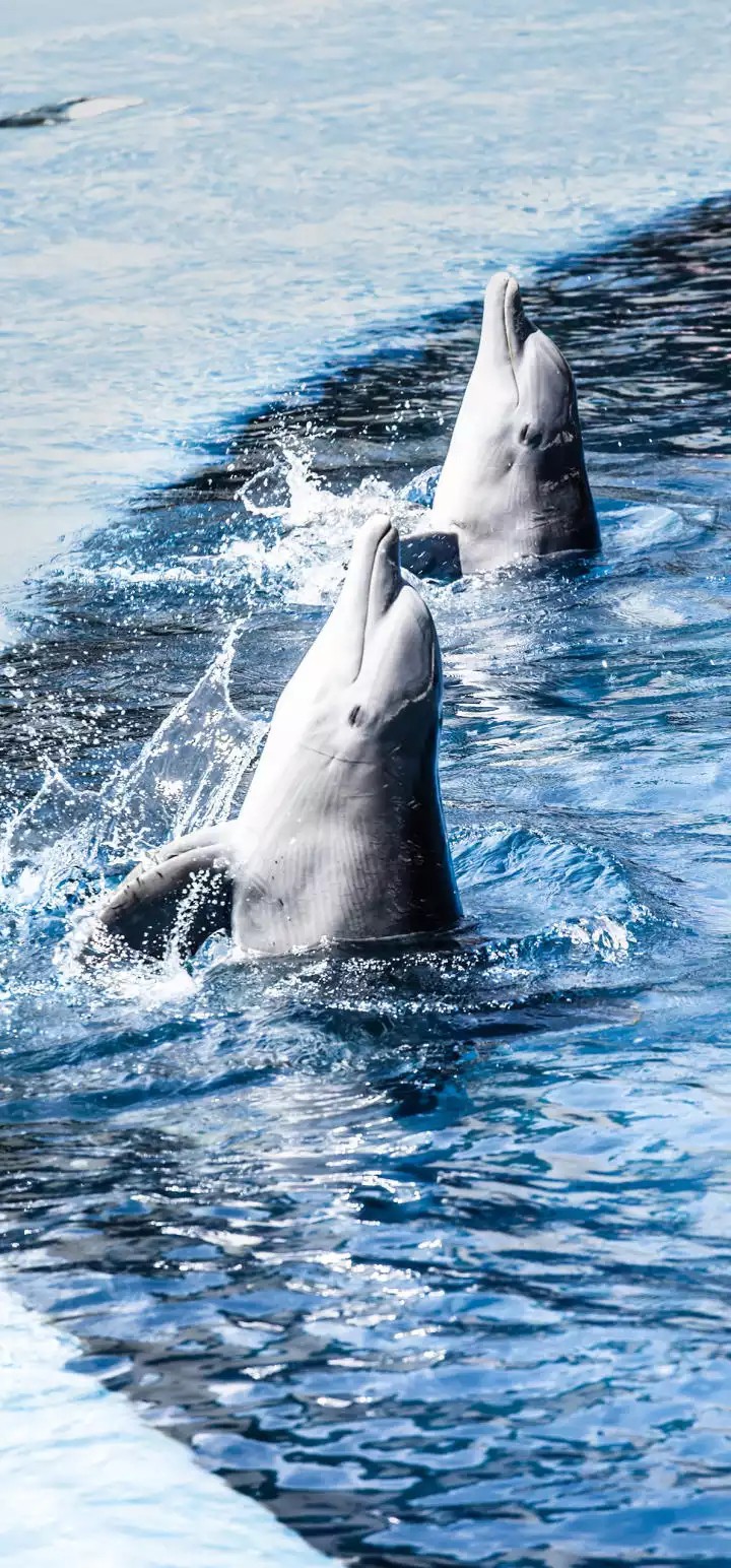 dolphins
