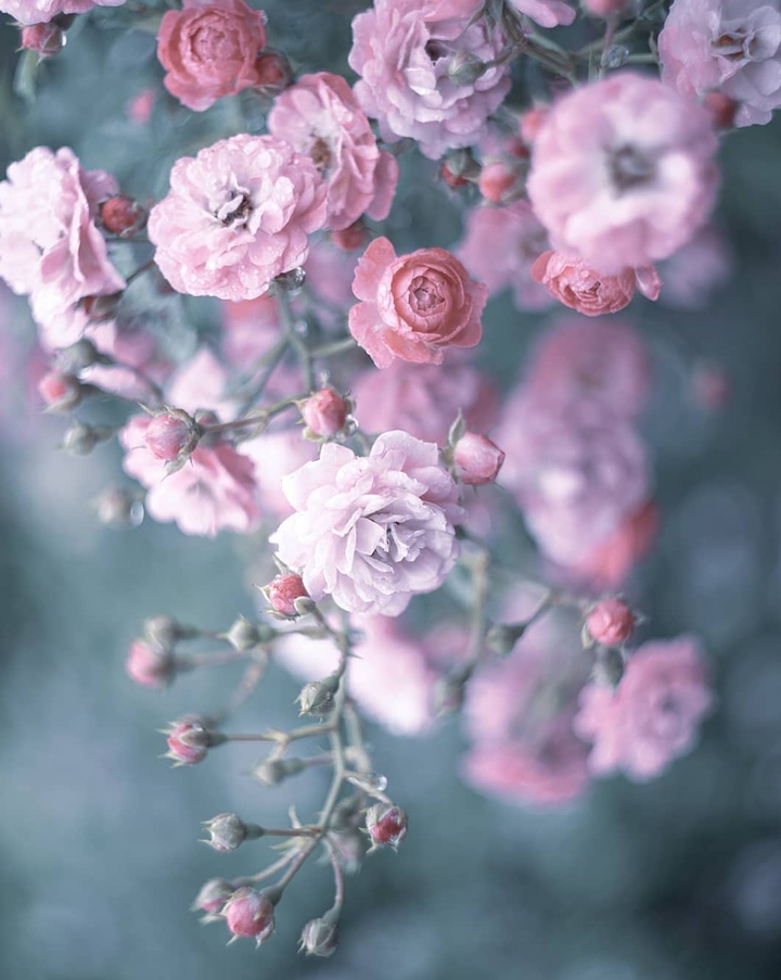 Roses