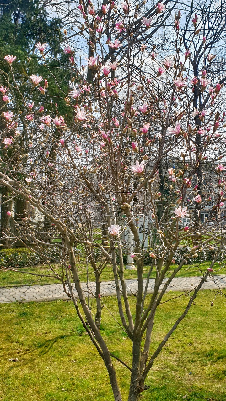 Spring
