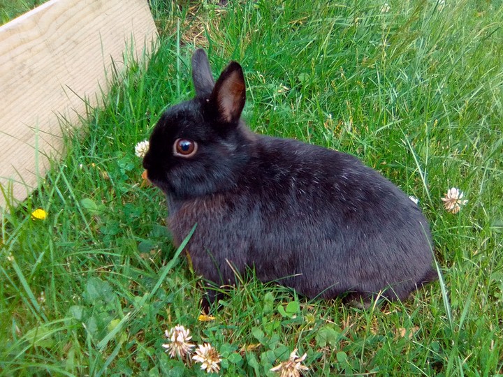 Rabbit