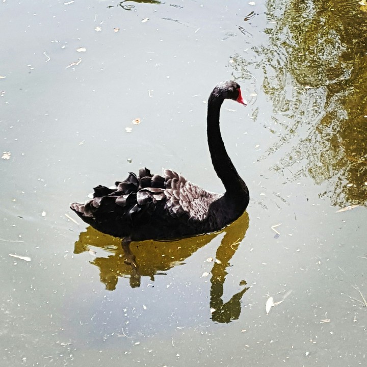 black swan