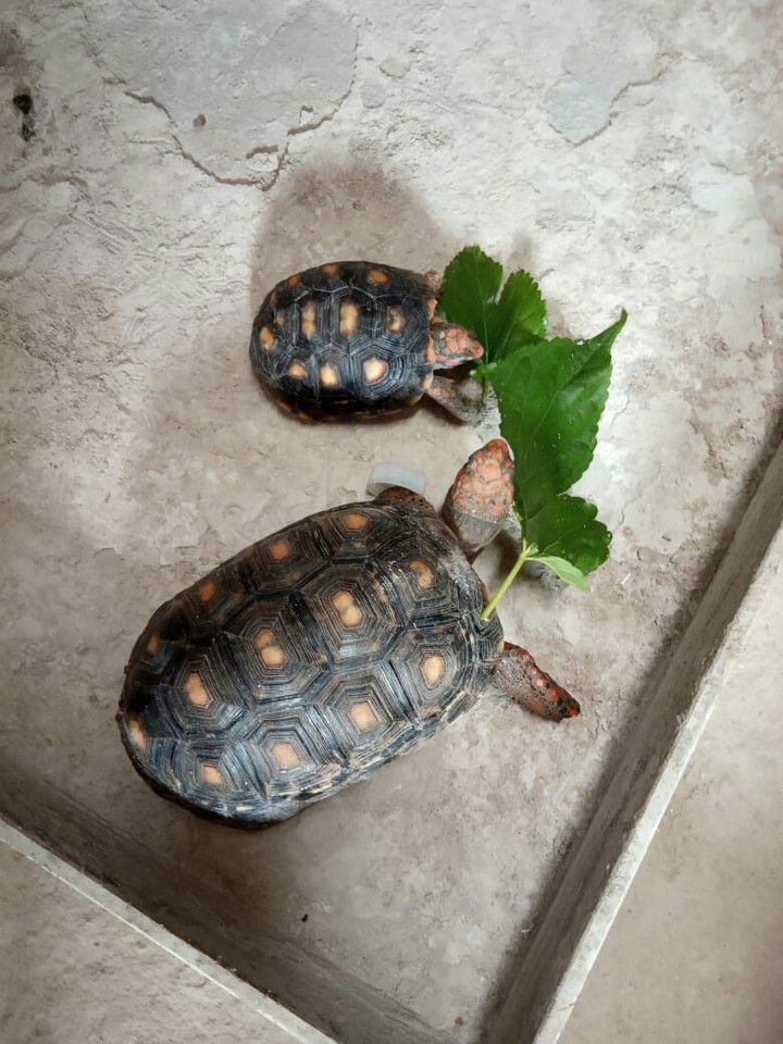 Turtle
