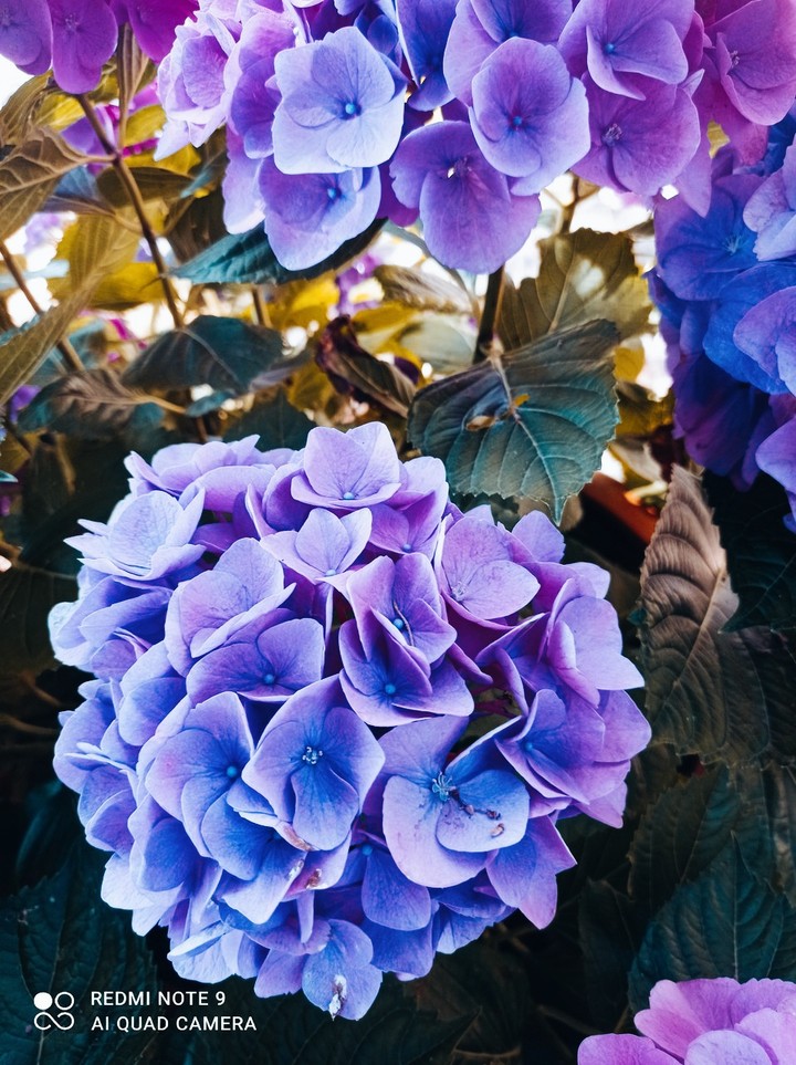 Fiore
