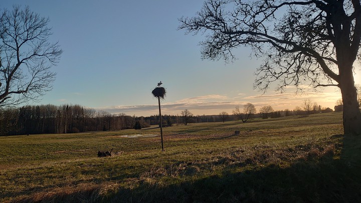 storks