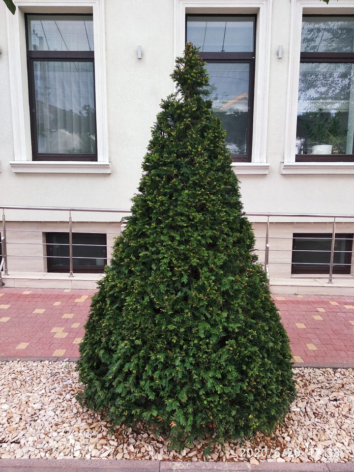 tree