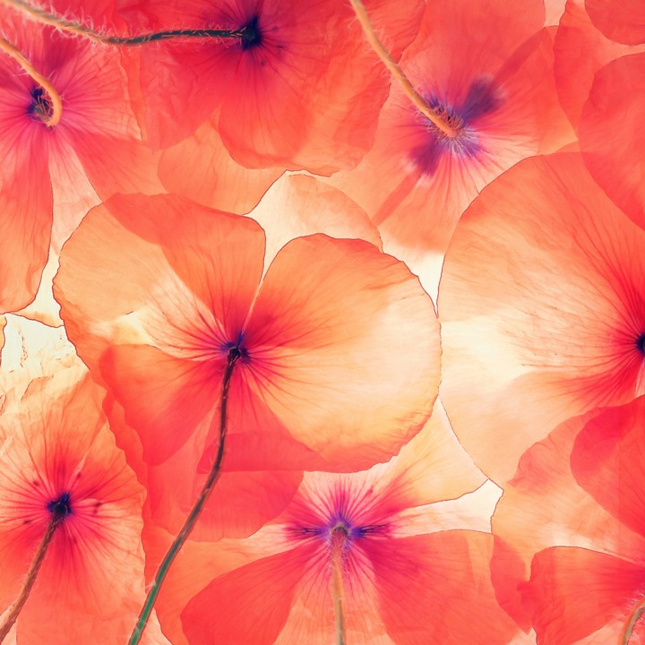 see through flower show