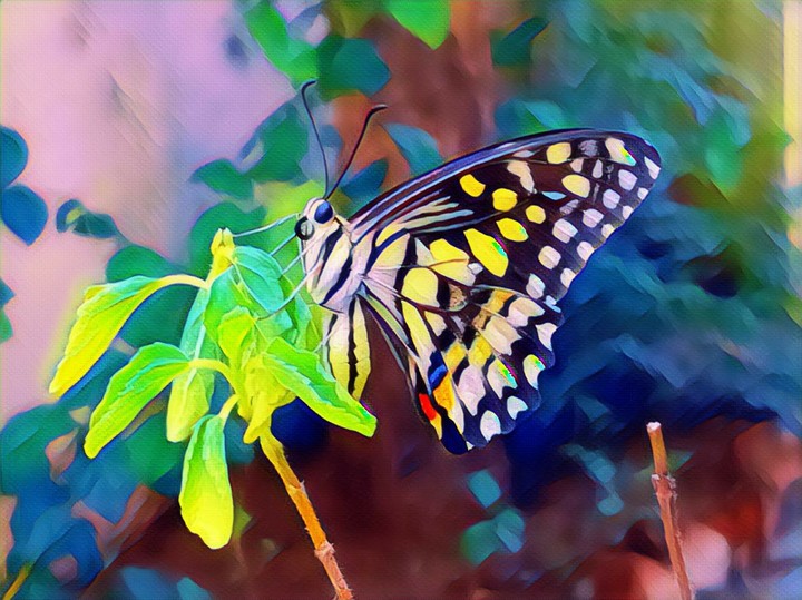 Butterfly