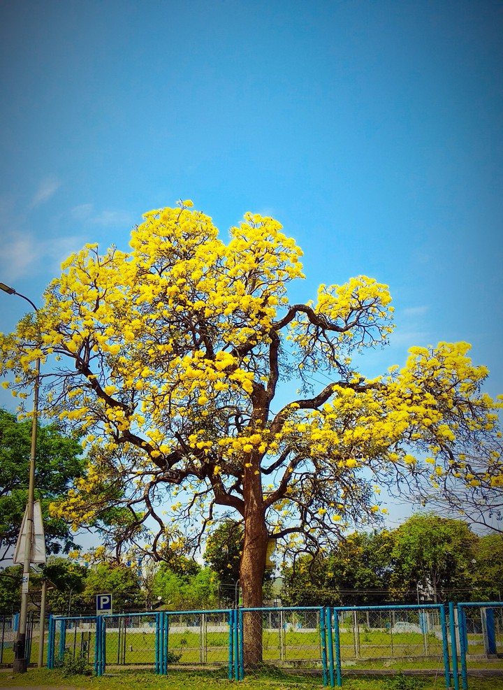 Yellow Leaves