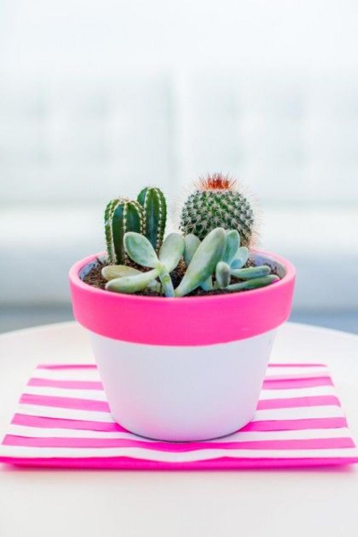 plants