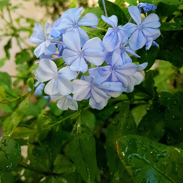 blue flowers