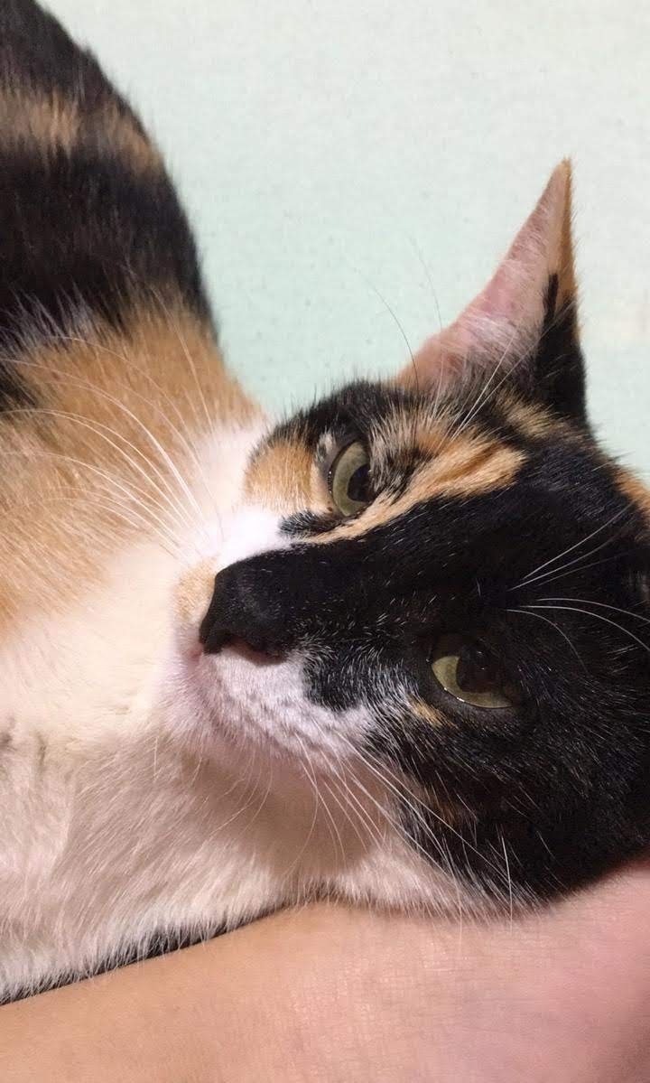 Gato