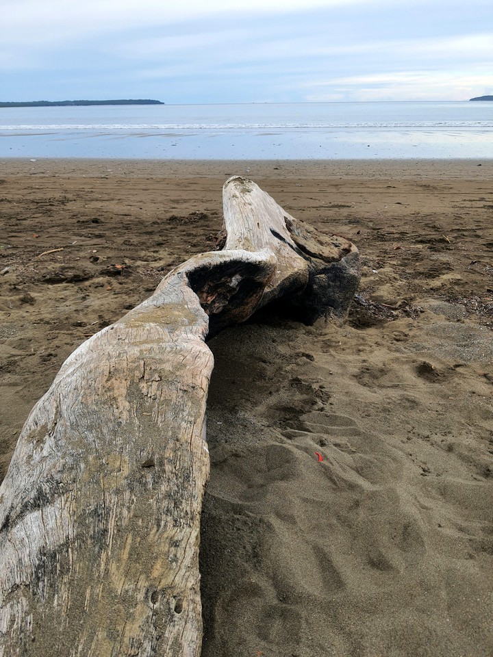 wood on the beach