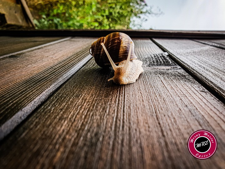 Snail