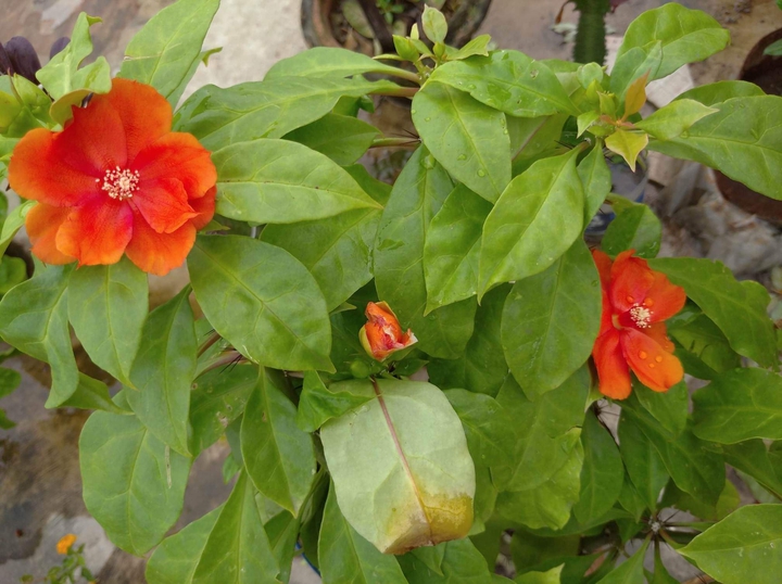 nice flower