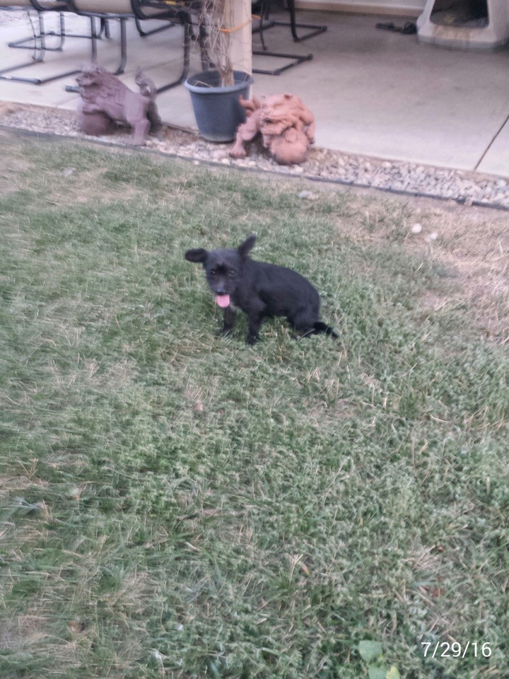 Lily the new dog